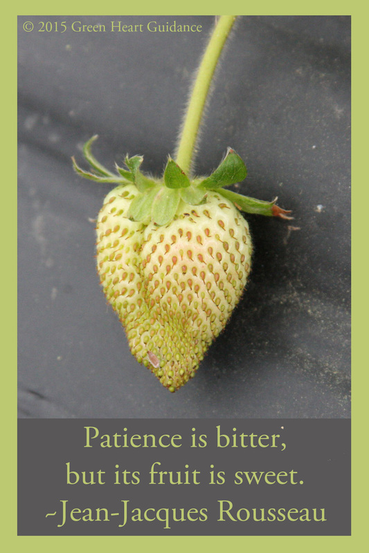 Patience is bitter, but its fruit is sweet. Jean-Jacques Rousseau