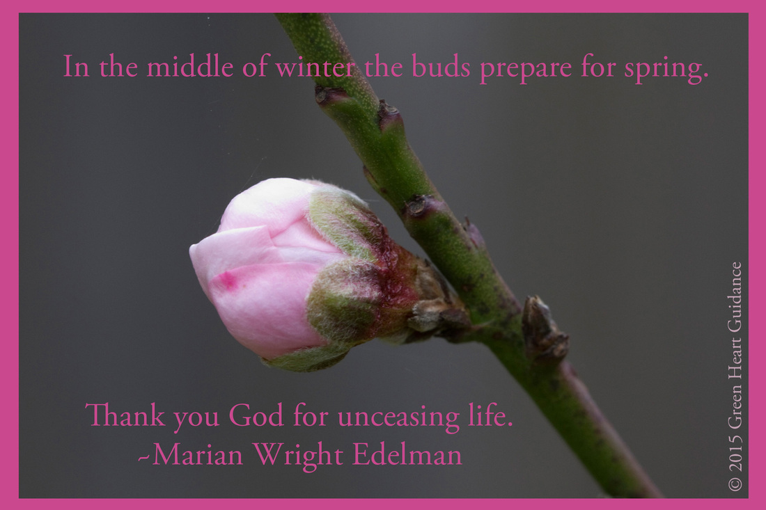 In the middle of winter the buds prepare for spring. Thank you God for unceasing life. ~Marian Wright Edelman