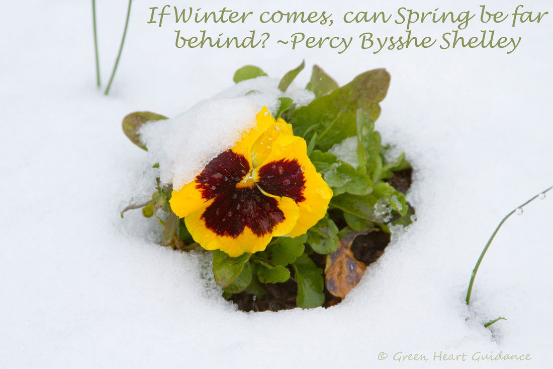 If Winter comes, can Spring be far behind? ~Percy Bysshe Shelley