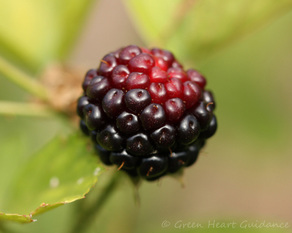Organic Blackberry on the Vine