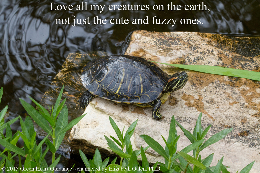 Love all my creatures on the earth, not just the cute and fuzzy ones. ~channeled by Elizabeth Galen, Ph.D.