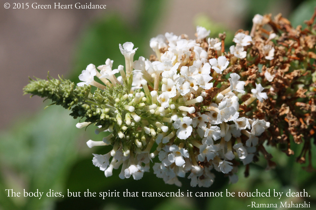 The body dies, but the spirit that transcends it cannot be touched by death. ~Ramana Maharshi
