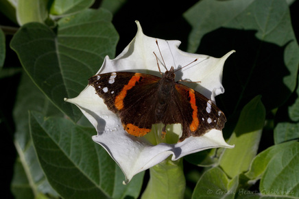 moth on datura