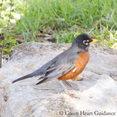 The First Robin of Spring by Elizabeth Galen, Ph.D.