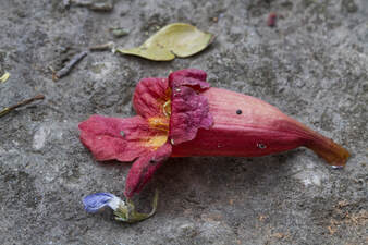 A red flower, a purple flower, and a leaf all in their dying stages lying on a rock